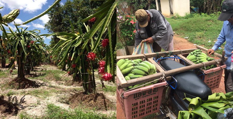 現地農園の様子