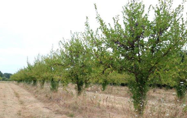 “プルーンの木”