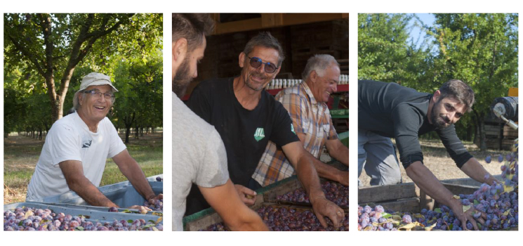 “ドライプルーンはHACCP取得済の工場で管理されています”