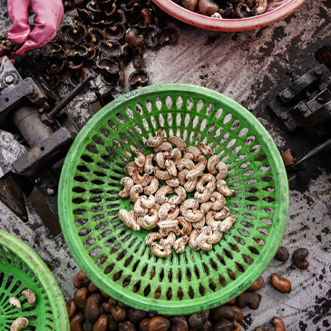 “カンボジアの人の手で加工されるカシューナッツ”