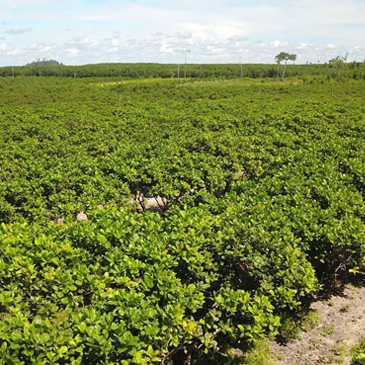 “カンボジアのカシューナッツ農園”