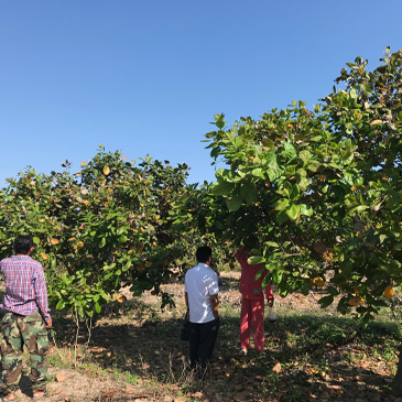 “カシューナッツの木”