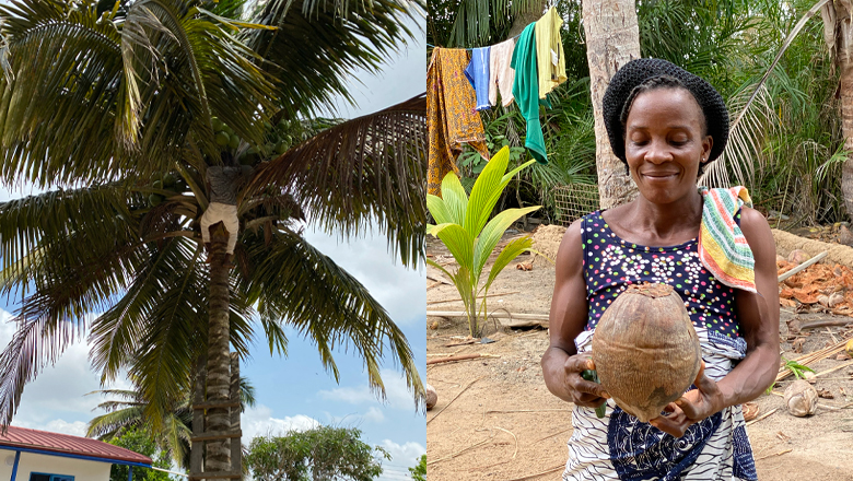 ガーナのココナッツの木とココナッツを手に持つ農家さん