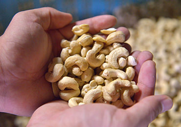 焙煎前の、生のカシューナッツ