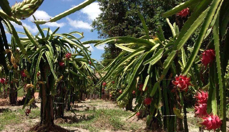 カンボジアのドラゴンフルーツ農場の様子