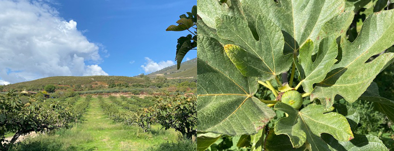 スペインの現地農園の様子