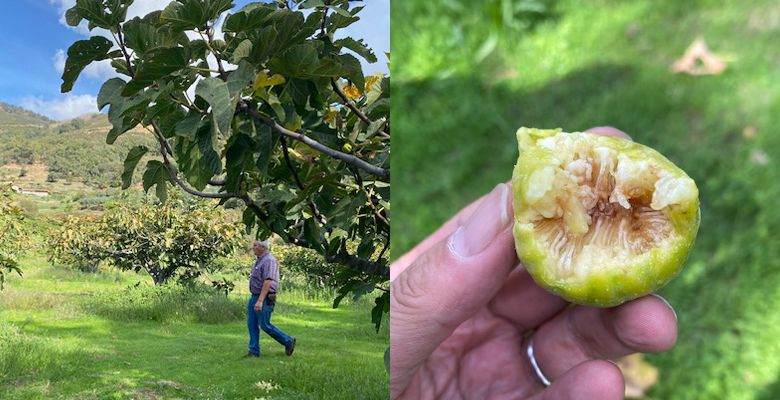 現地農園にてとれたてのいちじくと農家さん