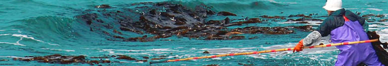 おしゃぶり昆布