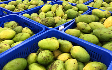 収穫されたマンゴー