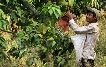 マンゴーを収穫するカンボジアの子供