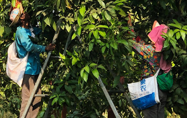 カンボジアの農園の人々