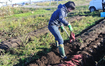 “北海道では、若手の農家さんが美味しいさつまいも作りに取り組んでいます”