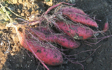 “北海道沼田町の紅はるか（さつまいも）”