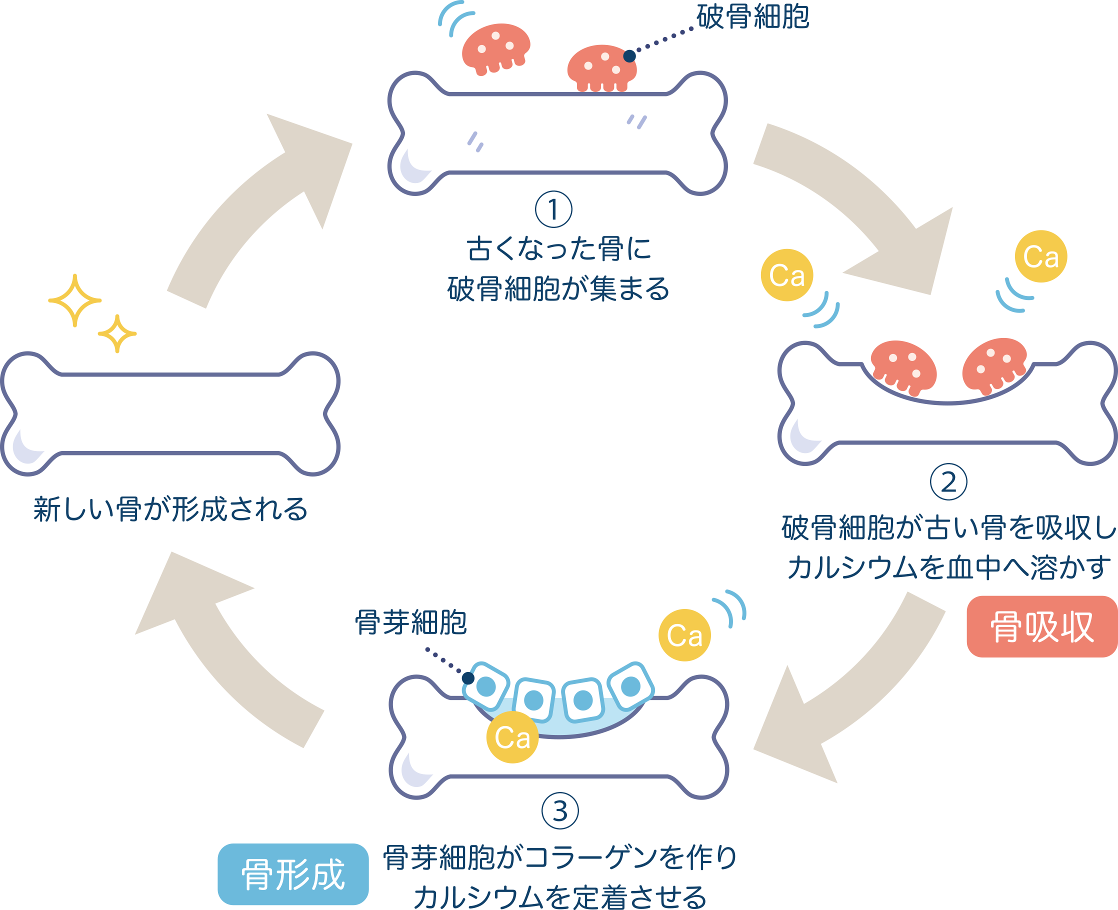 骨の形成サイクル