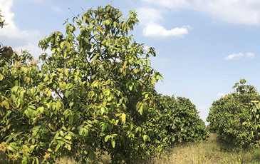 Keo Romeat（ケオロミート）