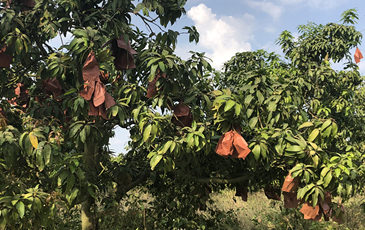 Keo Romeat（ケオロミート）