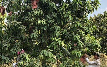 Keo Romeat（ケオロミート）