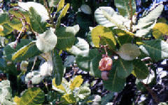 うるし科の熱帯性植物