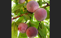 バラ科サクラ属