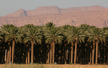 キングソロモンデーツ