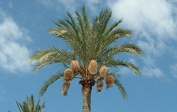 キングソロモンデーツ