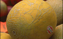 カンタロープメロン