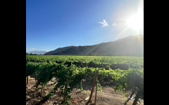 バラ科サクラ属