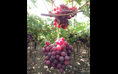 レイナフーズ社の商品