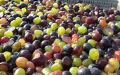 ぶどうの宝石箱ができるまで