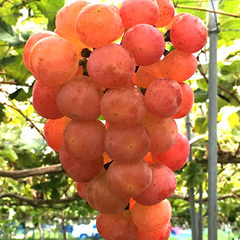 彩雲(さいうん)