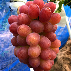 サニードルチェ