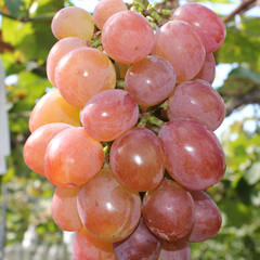 赤嶺(せきれい)