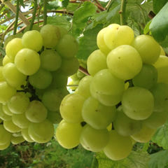 瀬戸ジャイアンツ