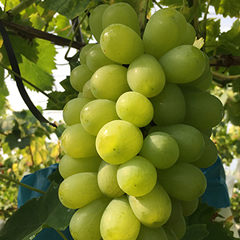 しまねスイート