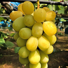 シャインマスカット