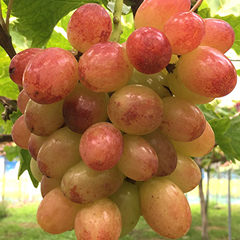 昭平紅(しょうへいこう)