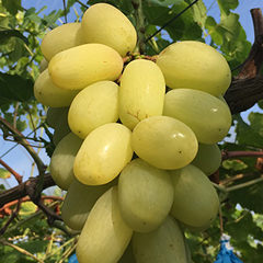 天山(てんざん)