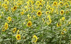 一面のひまわり畑