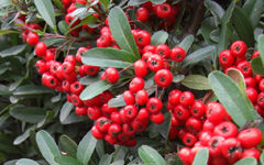 サンザシ・山査子