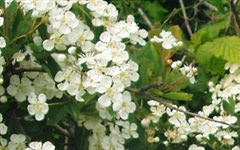 サンザシ・山査子