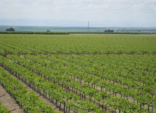 マラガ　枝付レーズン