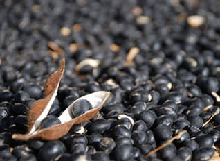 煎り黒豆