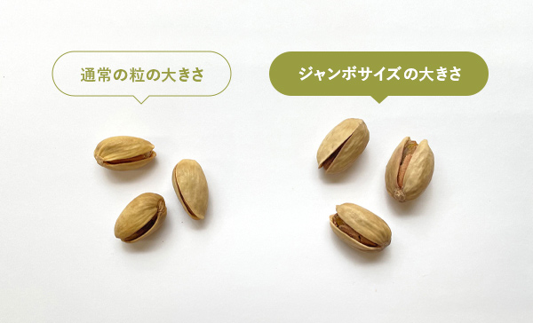 通常のピスタチオとジャンボの比較写真
