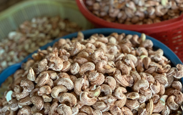 “採れたてのカシューナッツ”