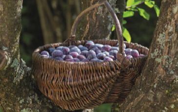 “アジャンプルーンの生果”