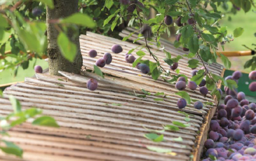 “選果される生プルーン”