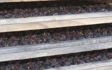 “乾燥中のプルーン”