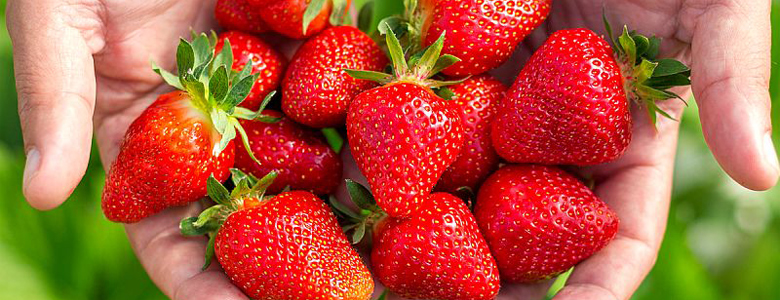 色合いが鮮やかで香りが強く、果肉まで真っ赤なセンガセンガナ種のいちご