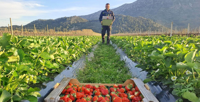 色合いが鮮やかで香りが強く、果肉まで真っ赤なセンガセンガナ種のいちご