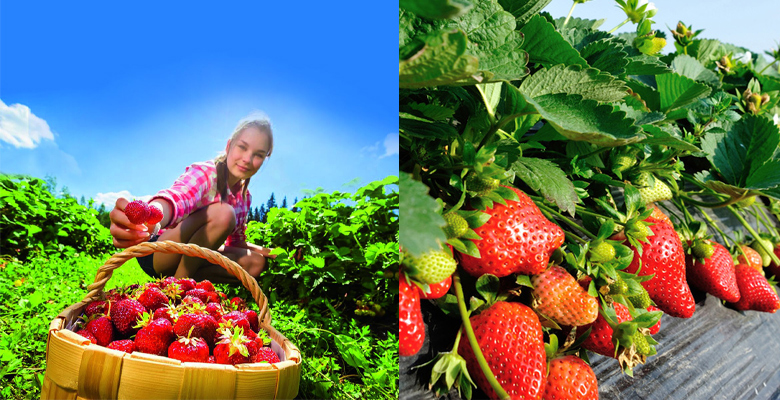 澄んだ空気の下で摘まれるいちごと、いちご農園